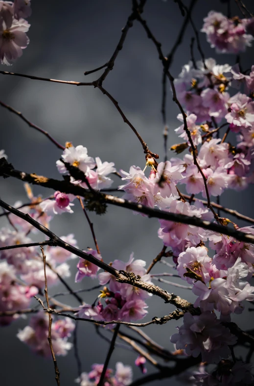 pink flowers against the sky, in bloom