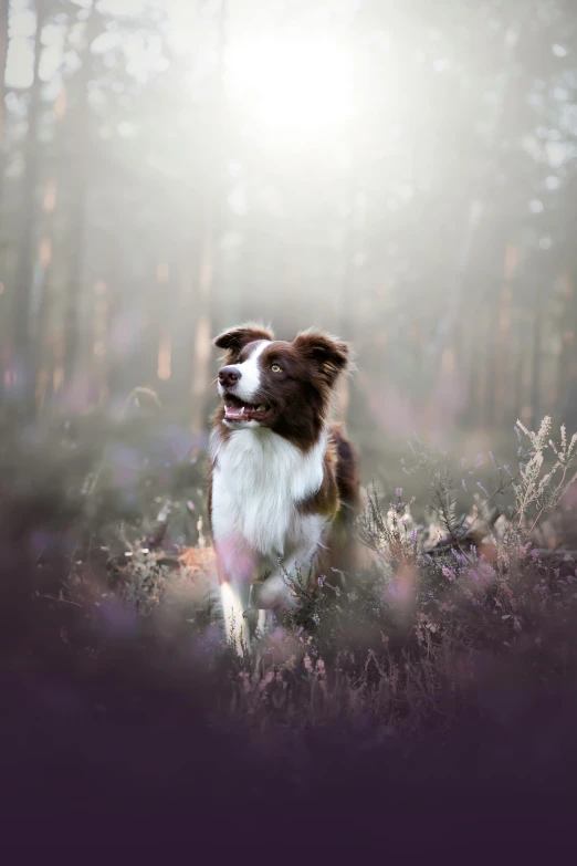 a brown and white dog sitting in the middle of a forest