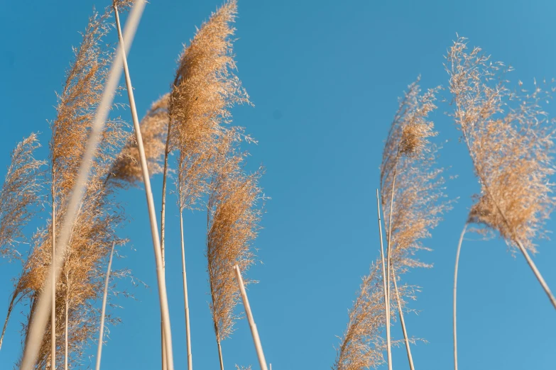 tall dried plants against a blue sky in the sun