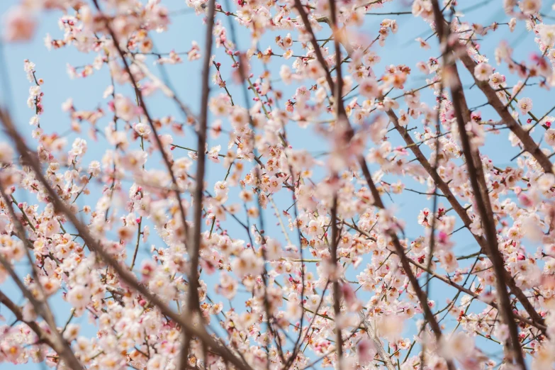 a bird is perched on top of a tree