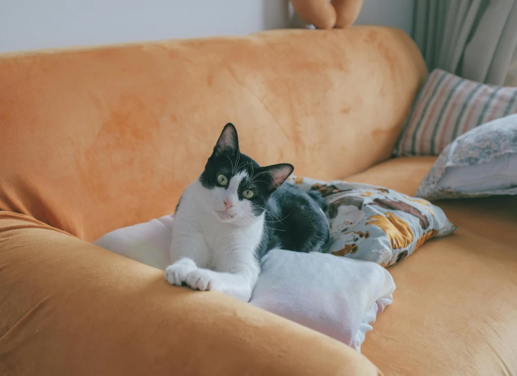 black and white cat laying on blanket in corner of couch