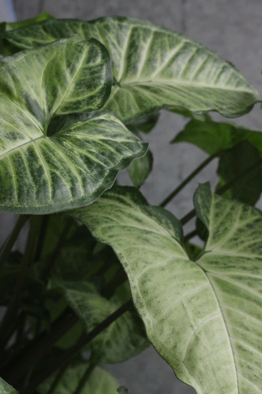 closeup of the green leaves of a plant