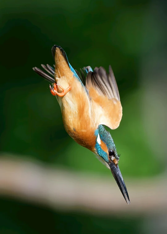 colorful bird flaps wings while landing on tree nch