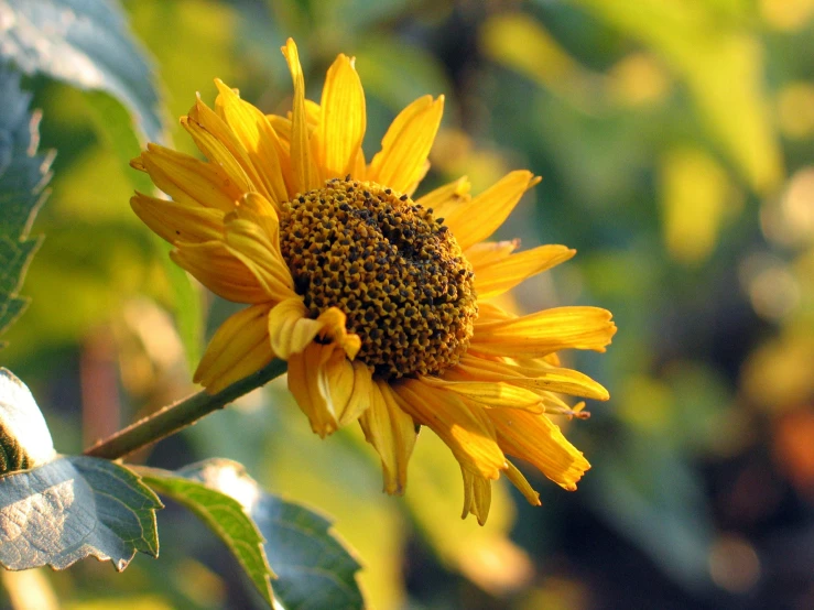 a yellow flower is blooming on a green stem