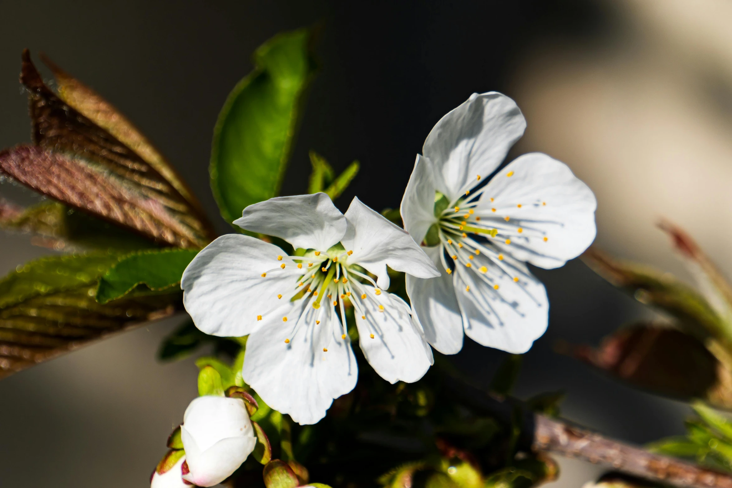 the flowers are white and have yellow stamens