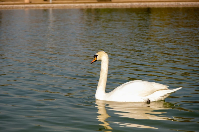 a large swan swimming across a lake next to a wall