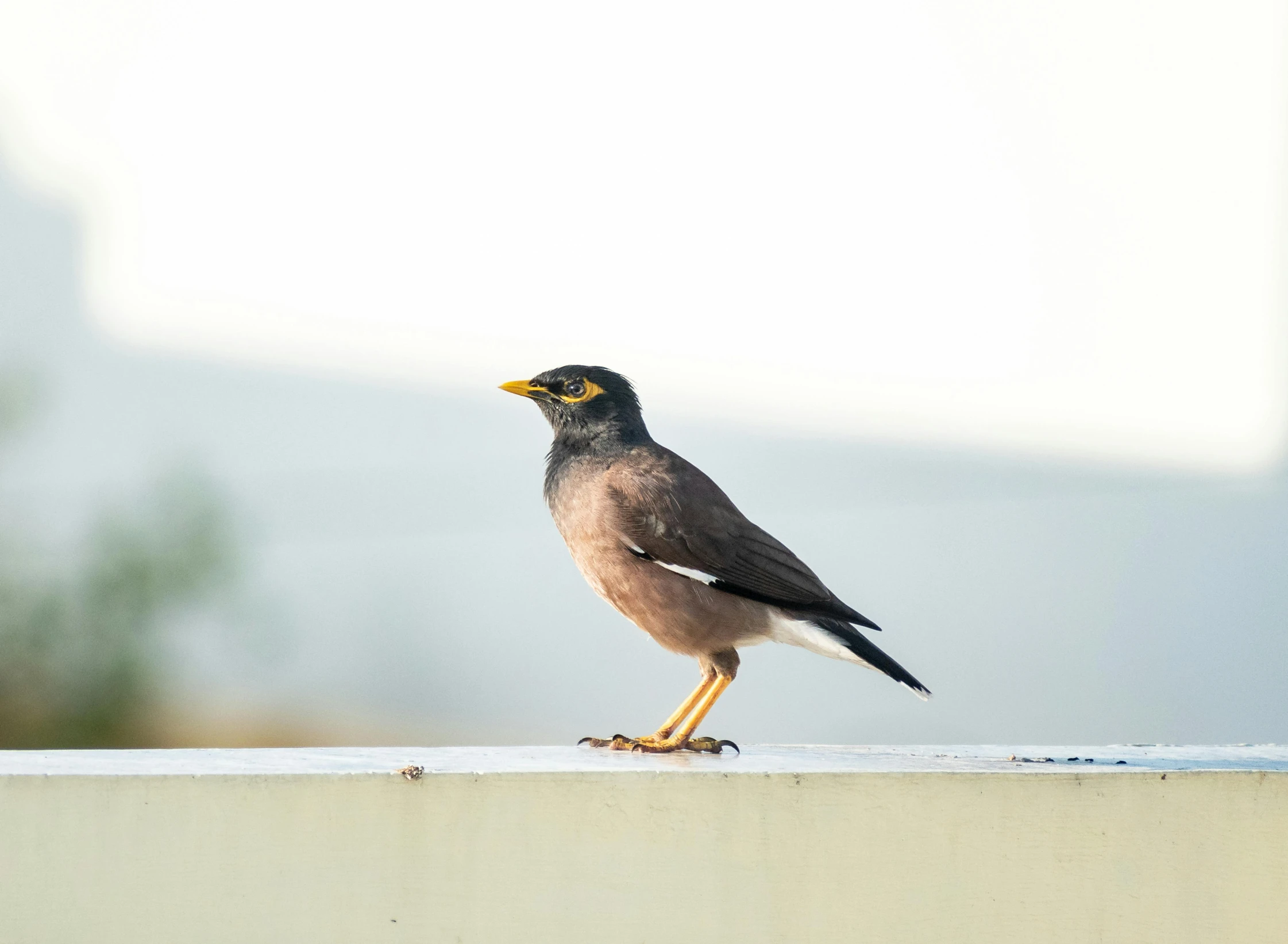 a bird sitting on top of a stone wall