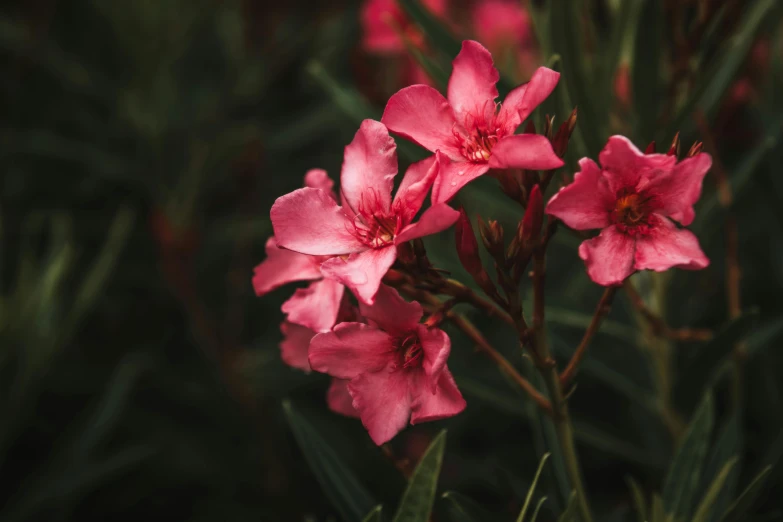 pink flowers are displayed in the dark