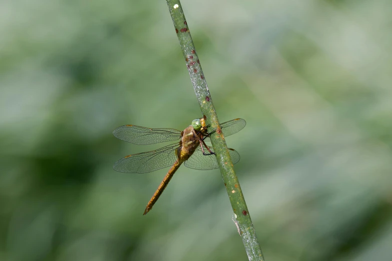 a brown dragonfly sitting on top of a grass covered leaf