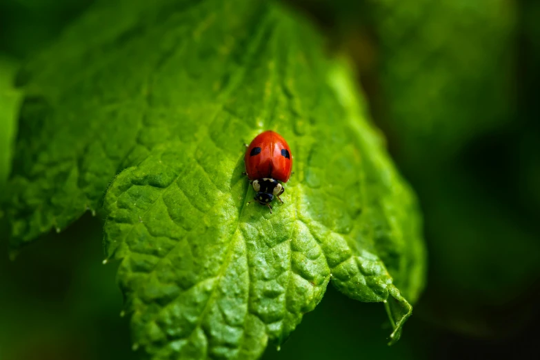 a ladybug sitting on a green leaf