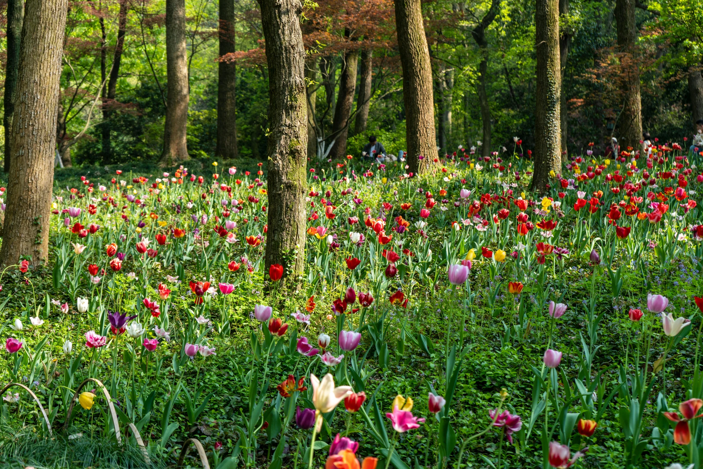 colorful flower field in the forest on a sunny day