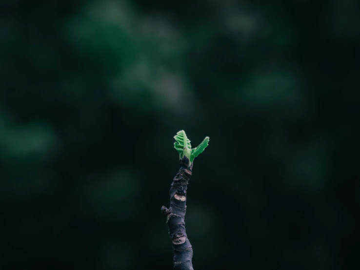 a close up of a small tree nch holding up an object