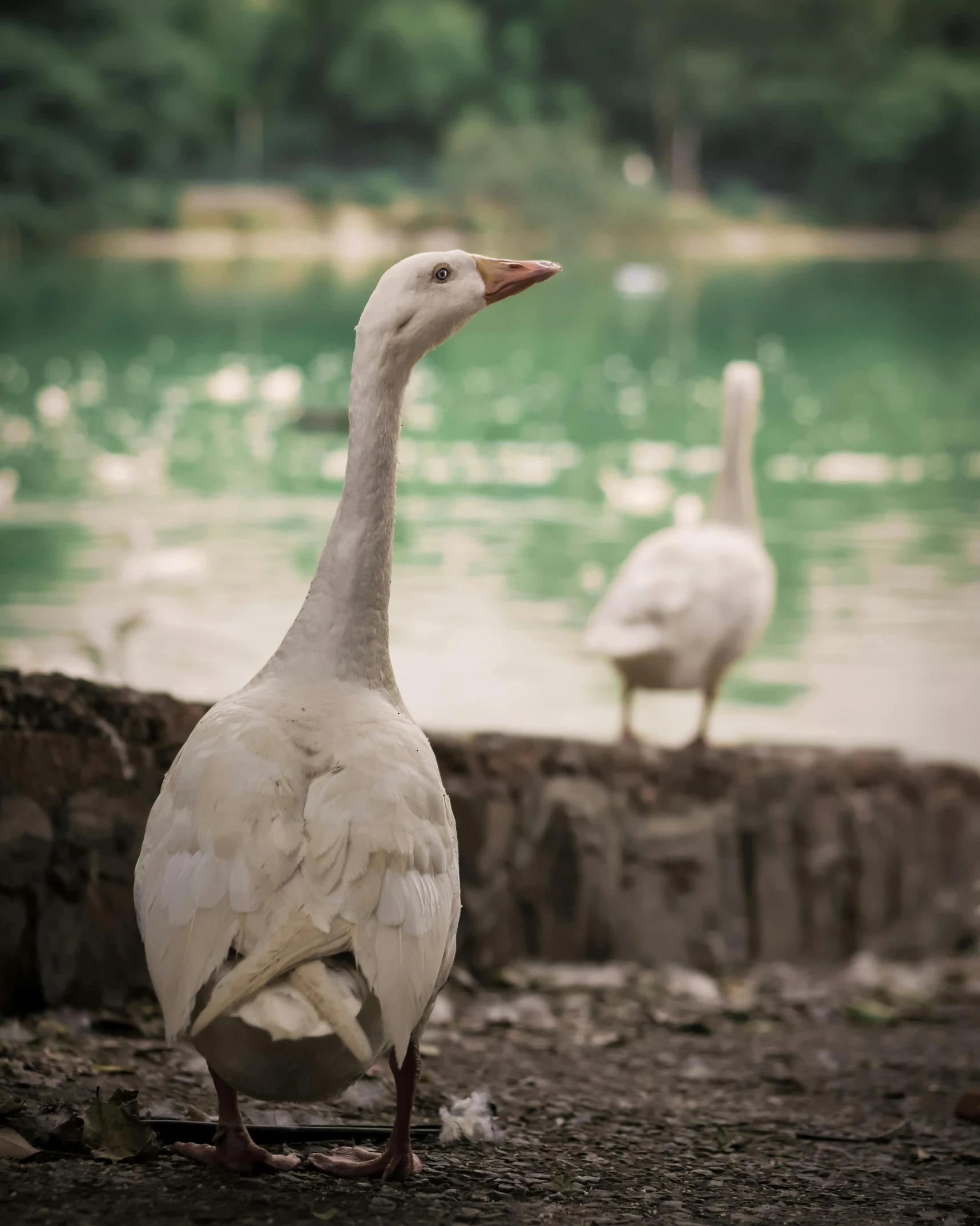 a swan looks at another duck near the water