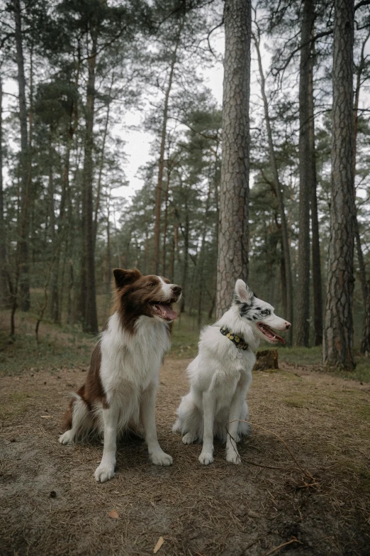 two dogs sit together in a wooded area