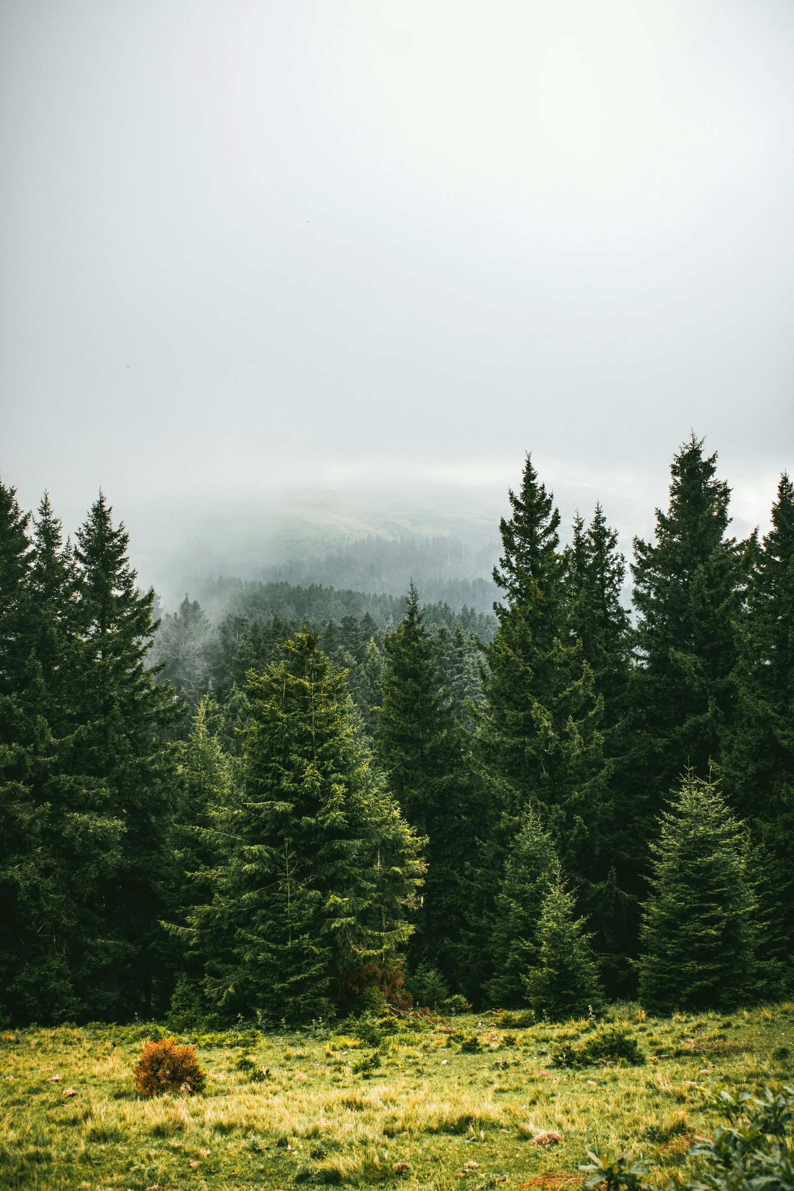 trees on the side of a grassy hillside