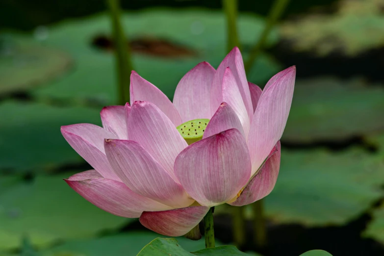 a pink lotus flower blooming in front of lily leaves
