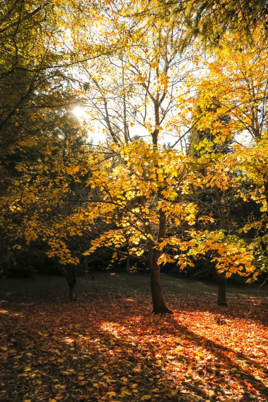 autumn leaves on the ground with sun shining