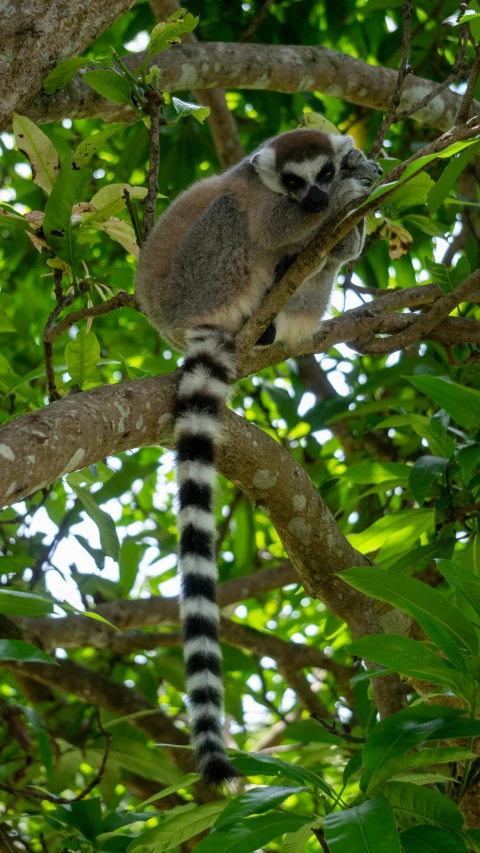 a lemur is sitting in the nches of a tree
