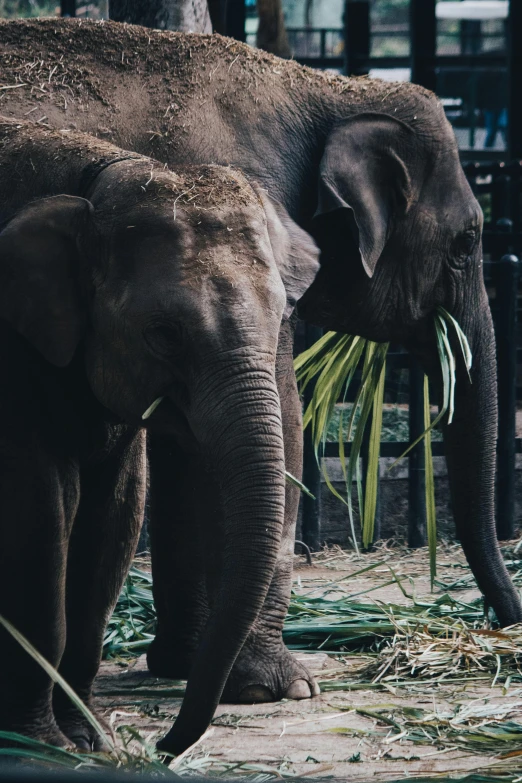 an elephant in captivity eating soing with its trunk