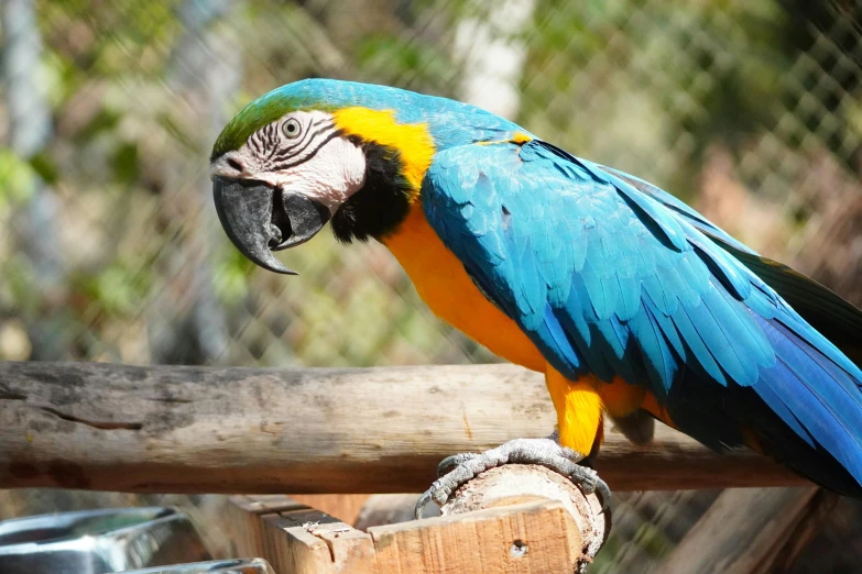 the brightly colored parrot sits on the perch in his cage