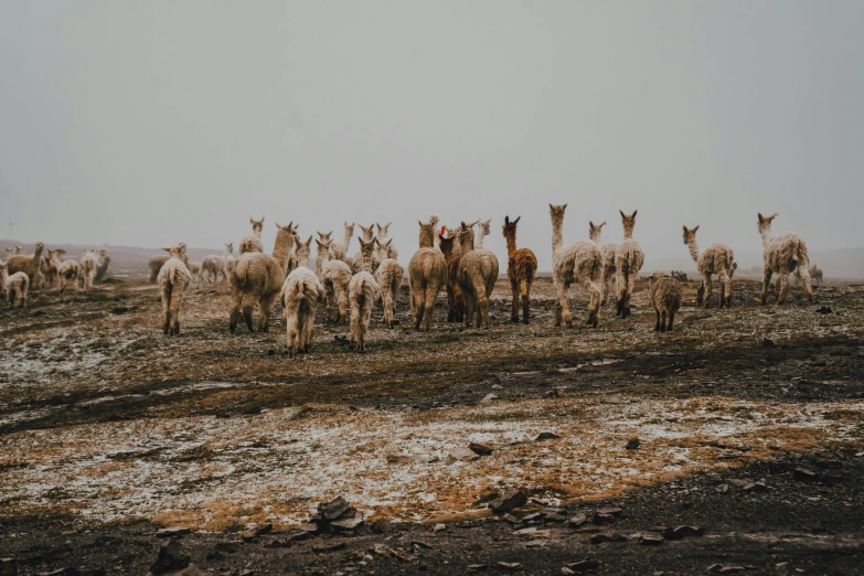 an image of llamas in the middle of the desert