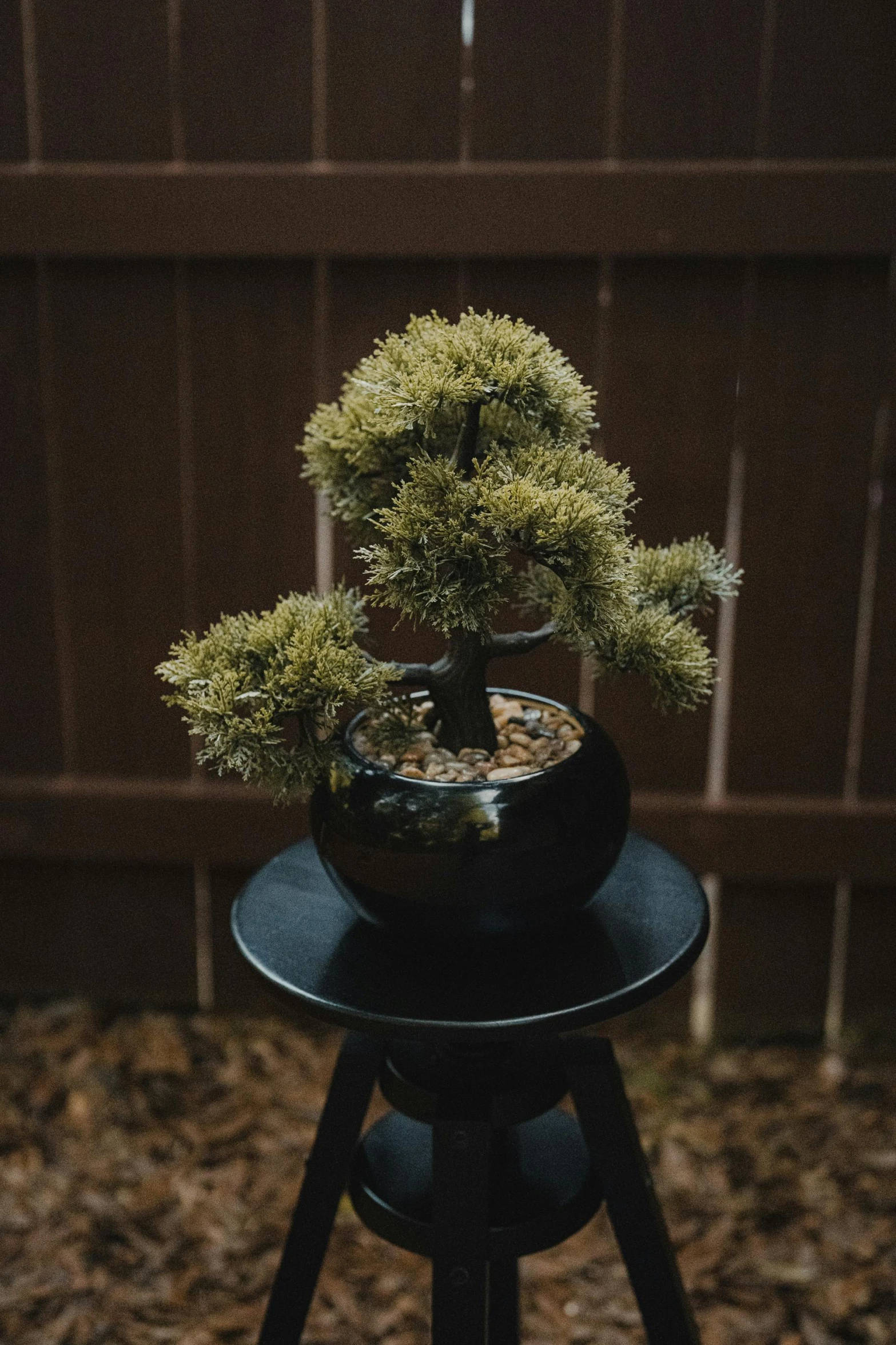 a small pine tree sitting in a bowl on a stand