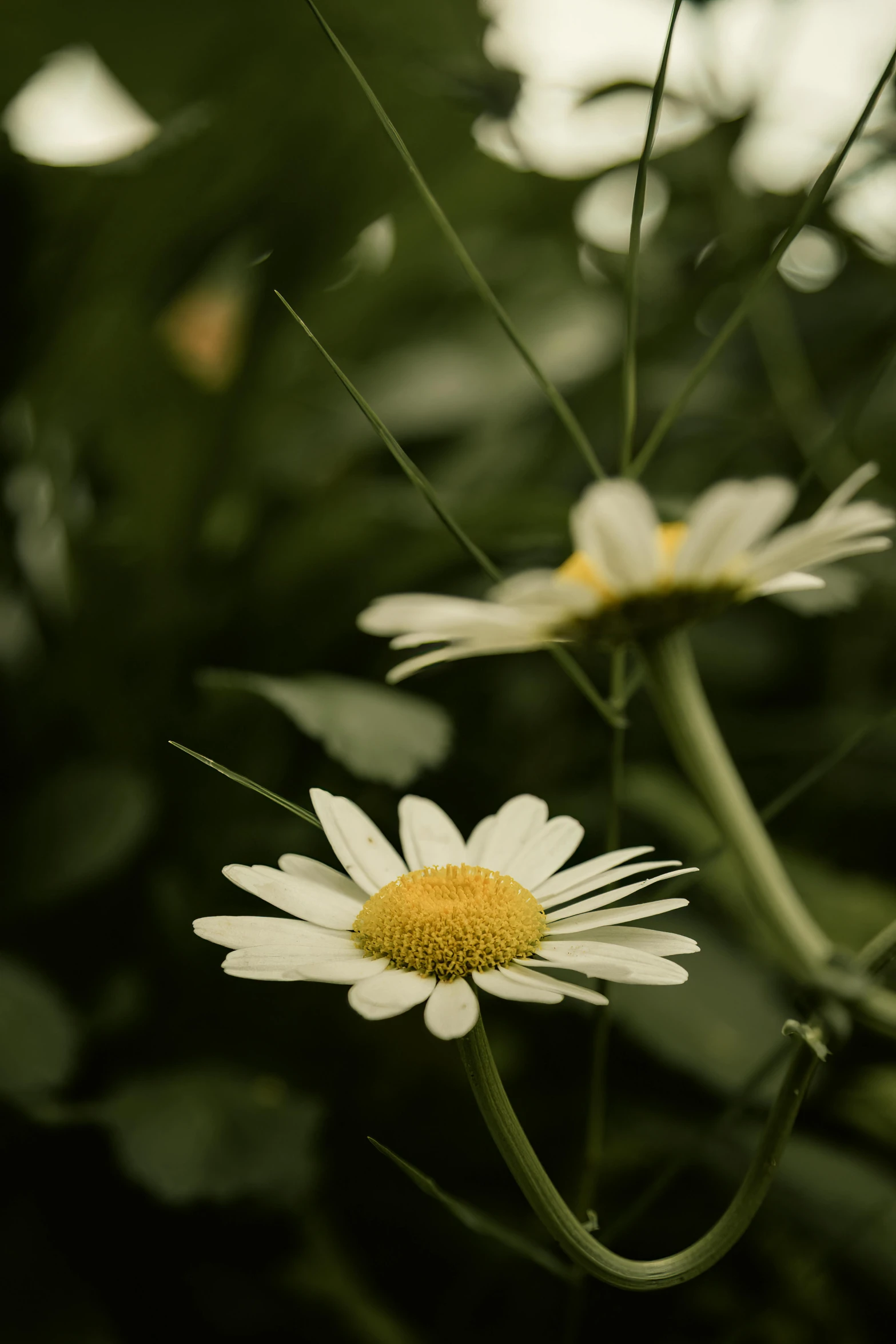 some very pretty flowers by some big plants