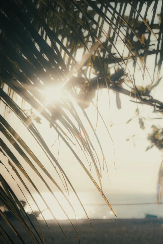 the sun shines through a bunch of palm leaves