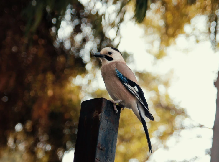 a blue and white bird sitting on top of a metal pole