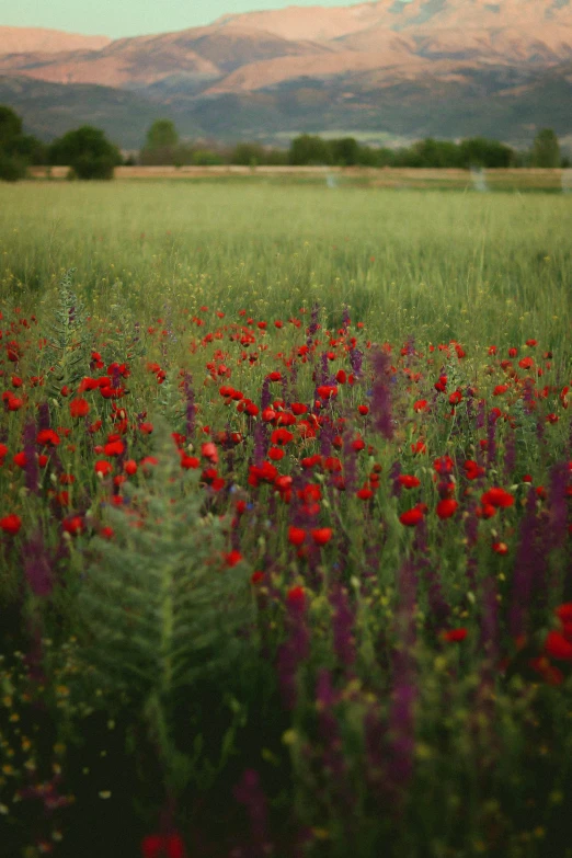 an image of a field with red flowers in bloom