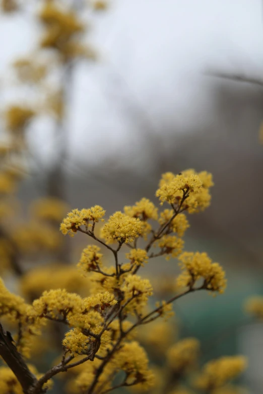 a closeup of some yellow flowers and leaves