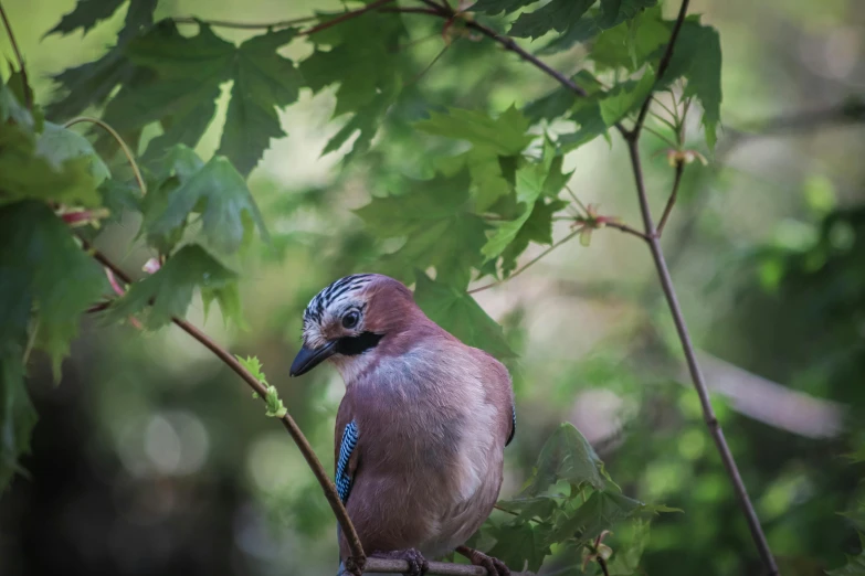 a bird perched on a nch in the middle of the forest