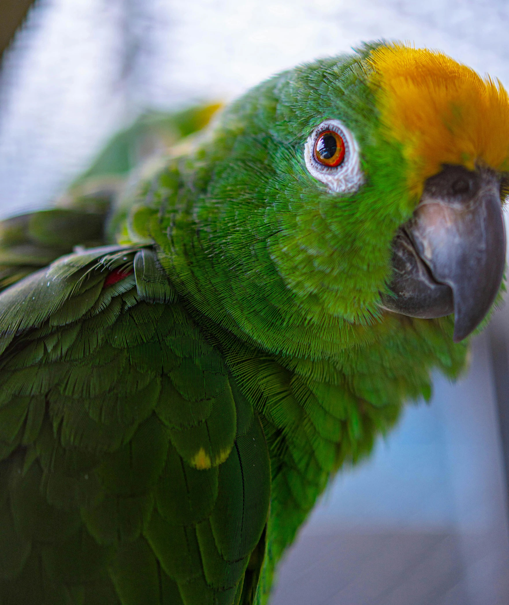 a parrot with a yellow head sits on a perch