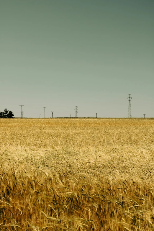 a field with several windmills and power lines in the distance