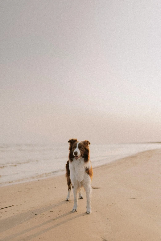 a dog standing on the beach near the ocean