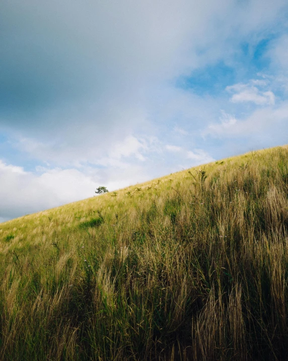 a hill covered in grass and trees under a blue sky