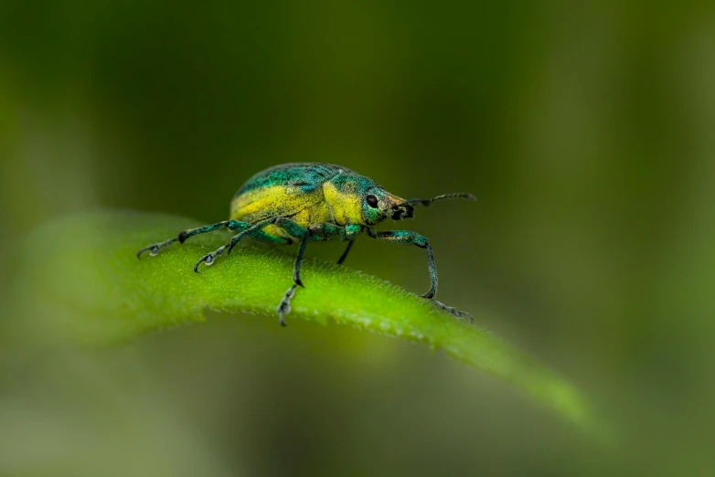 an insect that is sitting on some green plant