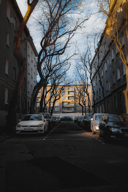 an alley leading to the building with trees on both sides