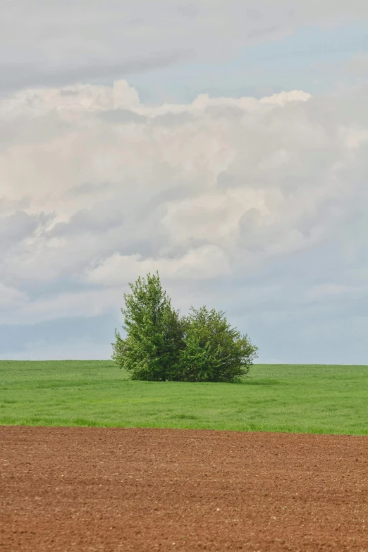 a lone tree sitting in the middle of a field