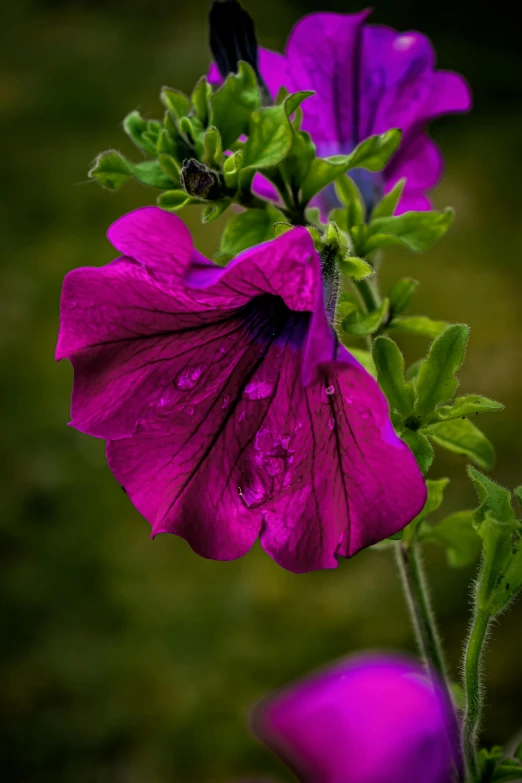 a purple flower with water droplets on it