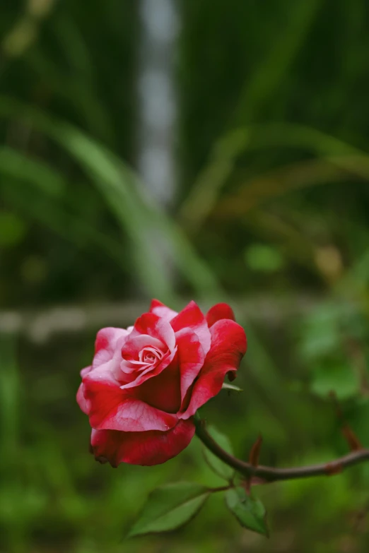 a flower is growing in the grass near a stream