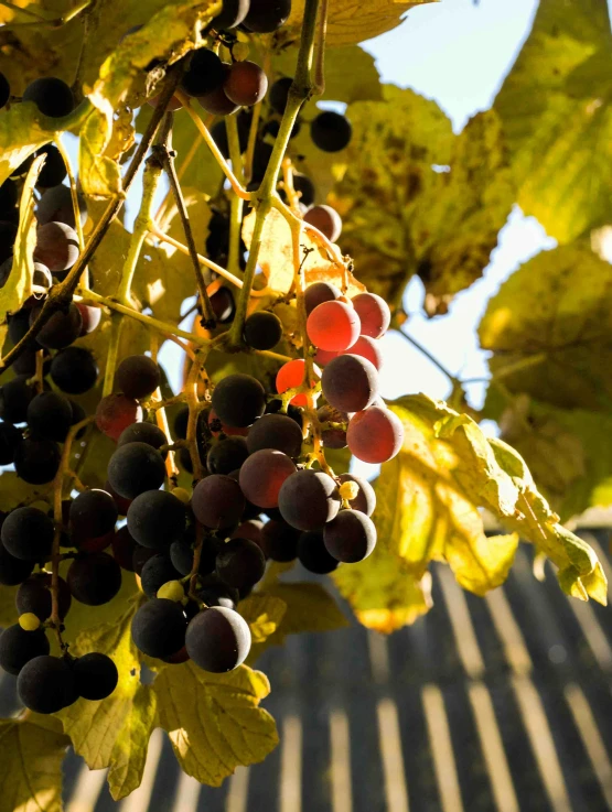 gs on the vine are ready to be harvested