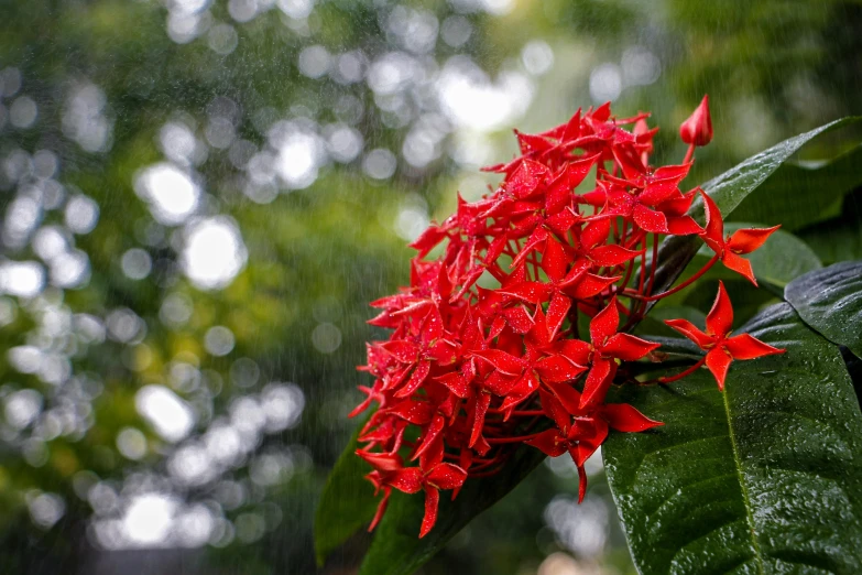 a red flower with green leaves and a rain