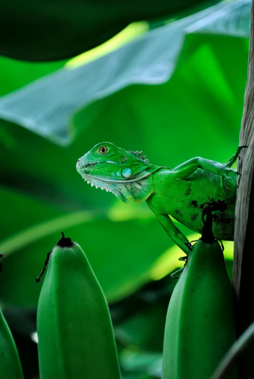 a lizard standing on a nch in the palm trees