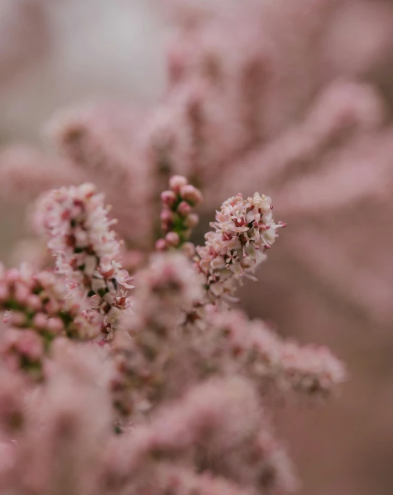 a bird is sitting on a pink flower