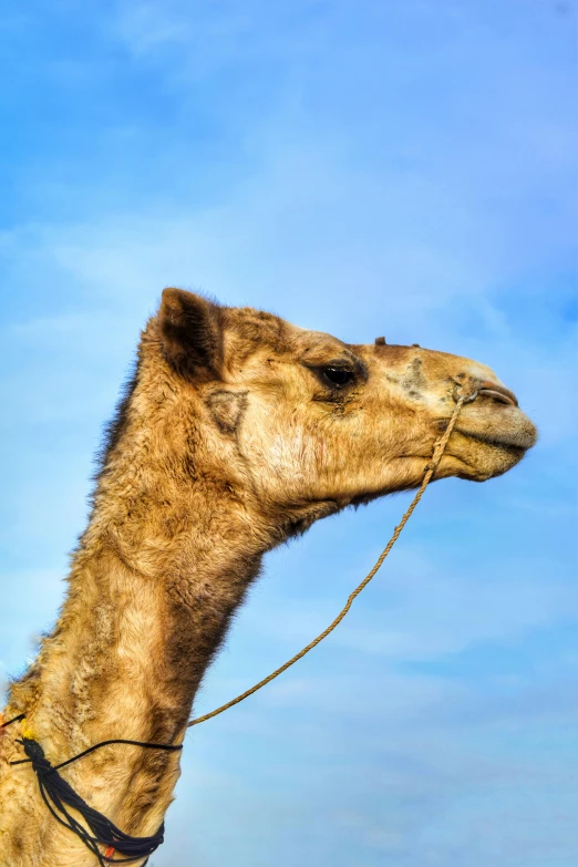 a brown and tan animal sitting under a blue sky