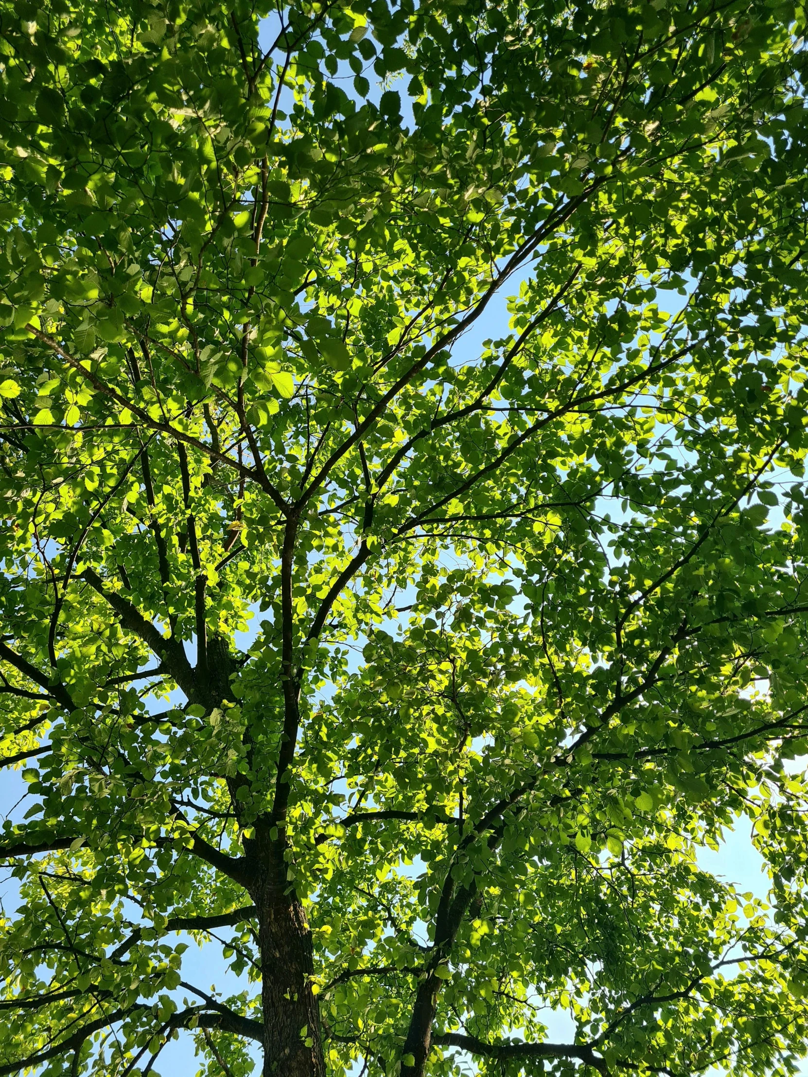 a tree is pictured with bright leaves in the sun