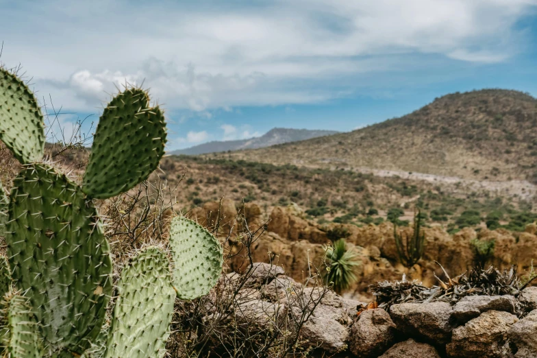 a large cactus sits alone among rocks