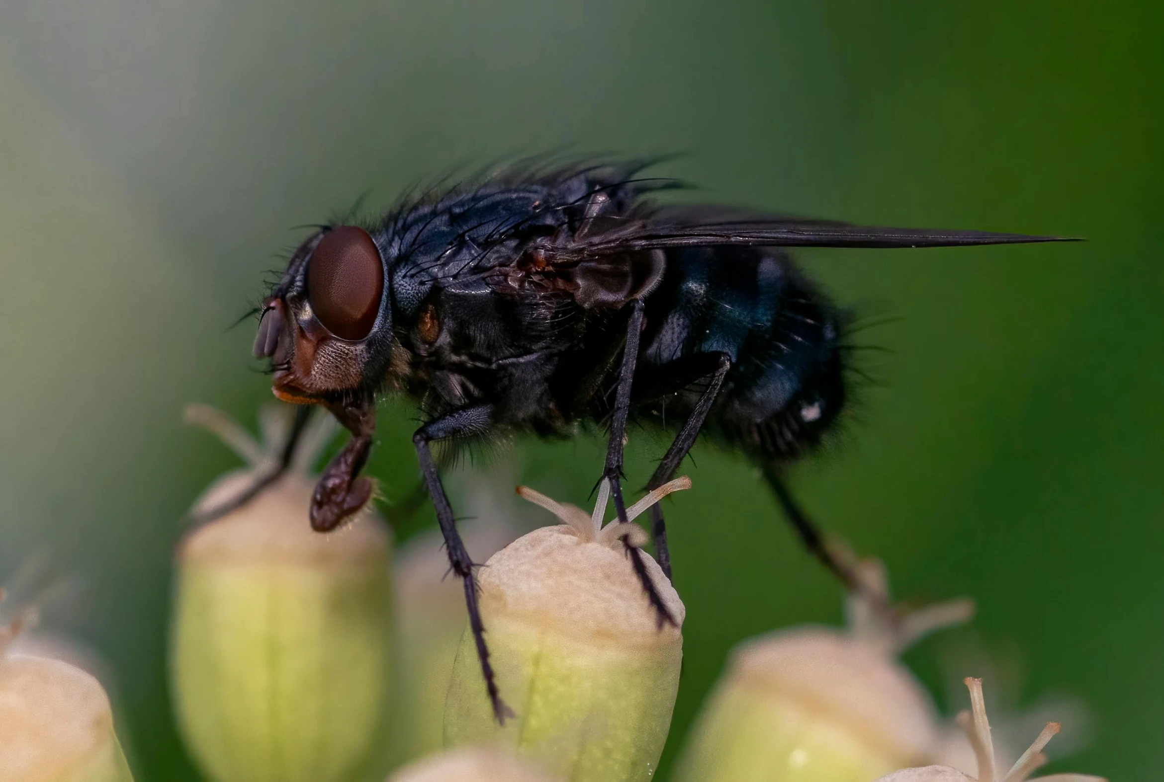 a small fly is standing on a stalk