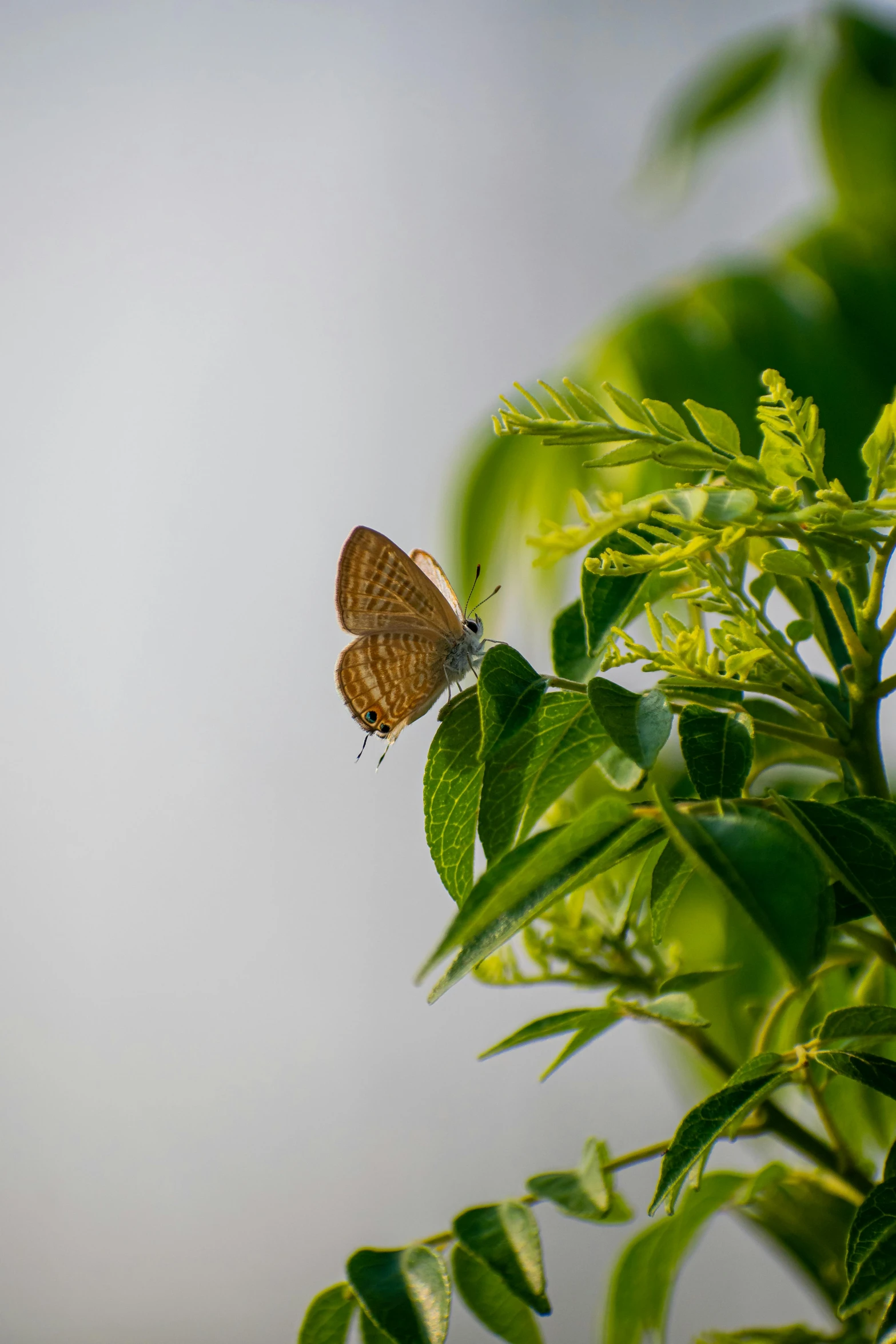 a brown erfly sitting on top of a green leaf